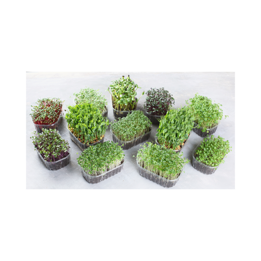 Micro greens Packet (Mix) (10g)
